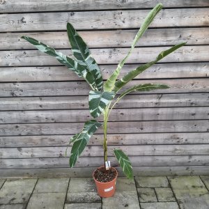 Musa acuminata  (Banánovník) ‘FLORIDA VARIEGATA’ - kont. C10L , výška 170-180cm